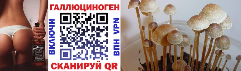 Псилоцибиновые грибы Psilocybe  Нижнекамск 